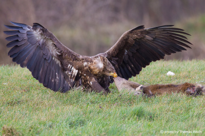 White-tailed Eagle feeds on deer