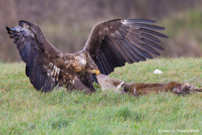 White-tailed Eagle eats dead animal