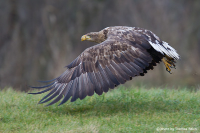 White-tailed Eagle characteristic long, broad, fingered wing
