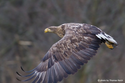 White-tailed Eagle wide hand wings