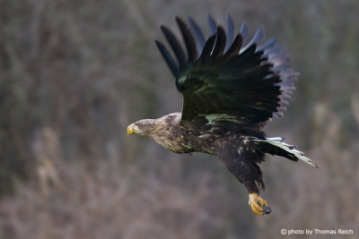 Flying White-tailed Eagle in Winter