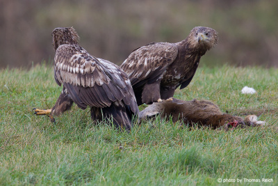 Two young White-tailed Eagles on carrion