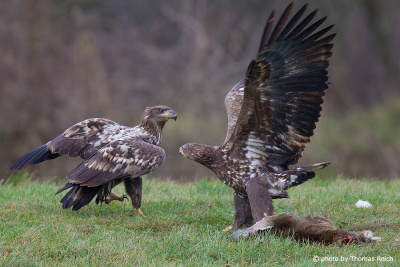 Young white-tailed eagle defends prey