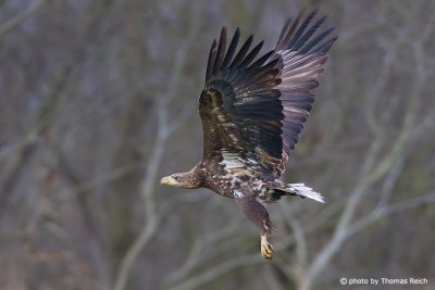 Young White-tailed Eagle im Winter