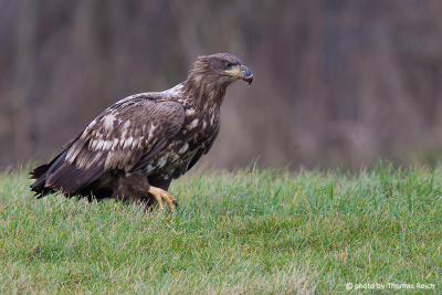 Young White-tailed Eagle on the ground