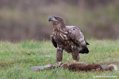 Young White-tailed Eagle on carrion