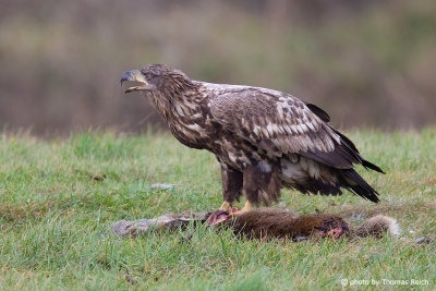 Juvenile White-tailed Eagle feeds on carrion
