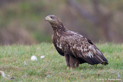 Young White-tailed Eagle standing on the ground