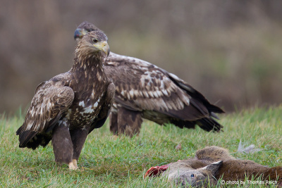 White-tailed Eagles on carrion
