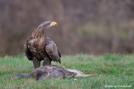 White-tailed Eagle with dead deer
