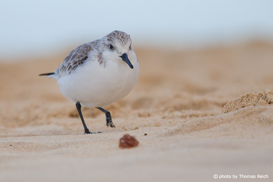 Sanderling running with quick steps