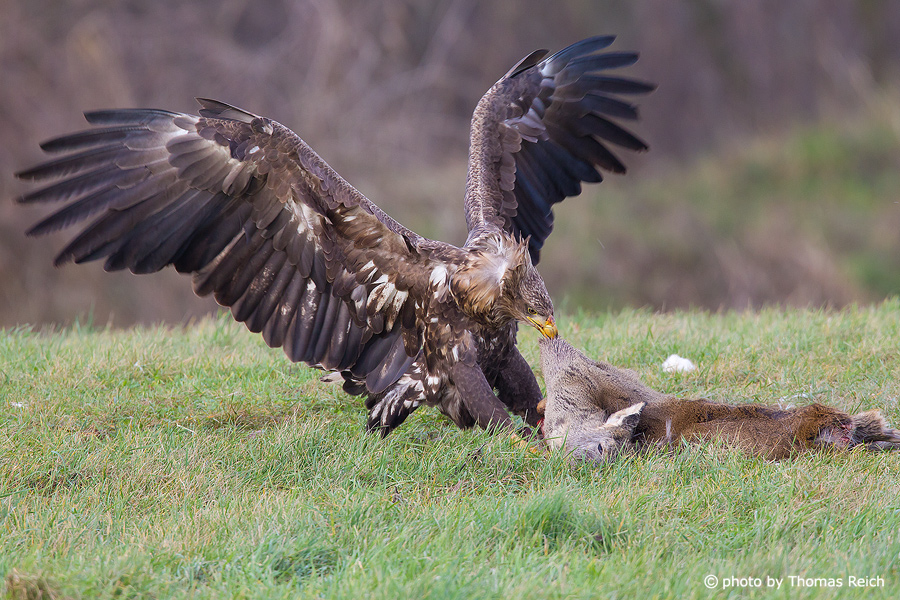 White-tailed eagle eats dead deer