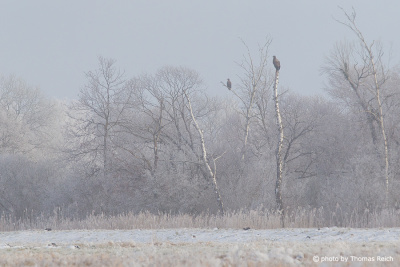 White-tailed Eagle couple in winter