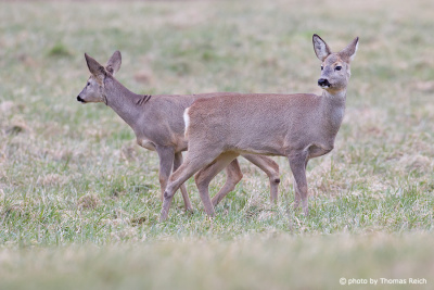 Roe Deer habitat