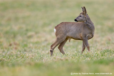 Roe Deer female on meadow