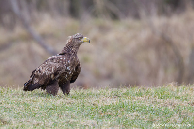 Juvenile White-tailed Eagle in meadow
