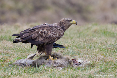 White-tailed Eagle eats carrion