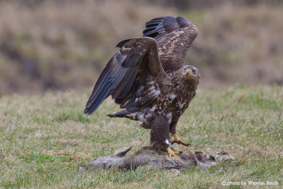 White-tailed Eagle with carrion