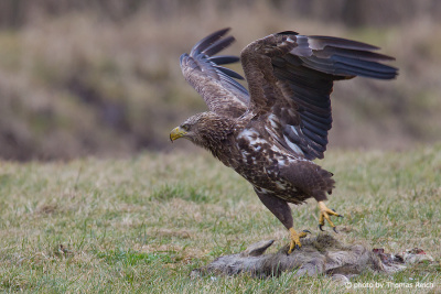White-tailed Eagle on carrion