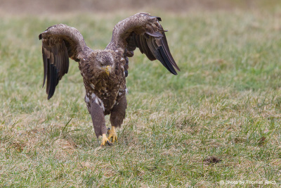 White-tailed Eagle running