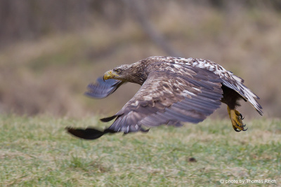 White-tailed eagle flying flat above ground