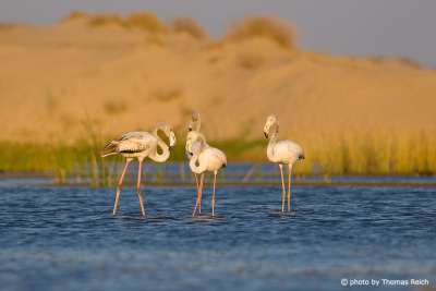 White Flamingos standing in the water