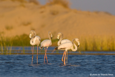 Weiße Flamingos im Sonnenlicht