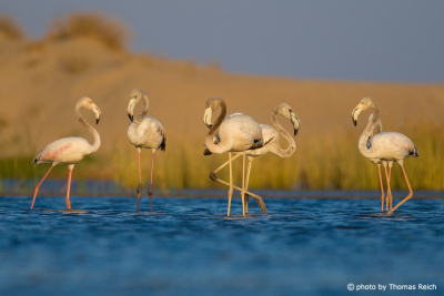 Flamingos in Dhofar, Oman
