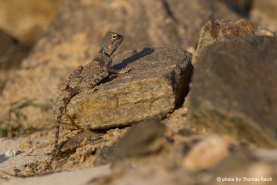 Lizard Oman