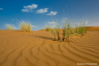 Sand dunes Wahiba Sands, Oman