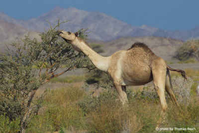Dromedar camel hump, Oman