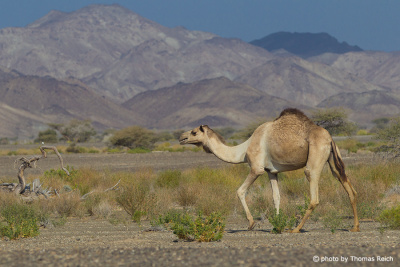 Dromedary camel in Al Hajar Mountains, Oman