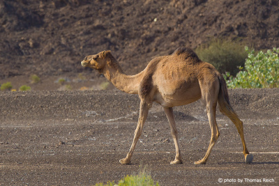Dromedary camel looking for food