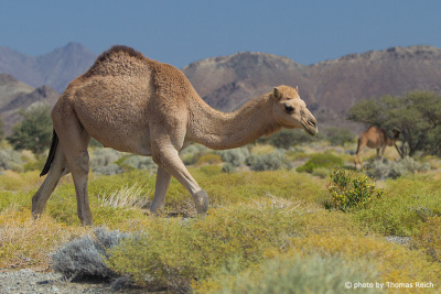 Dromedary camel diet, Al Hajar Mountains, Oman