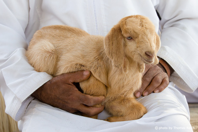 Young goat, market in Nizwa, Oman