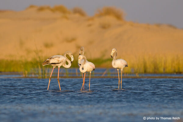 Weiße Flamingos im Wasser stehend