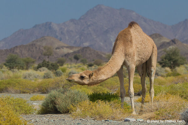 Dromedar camel in desert, Oman