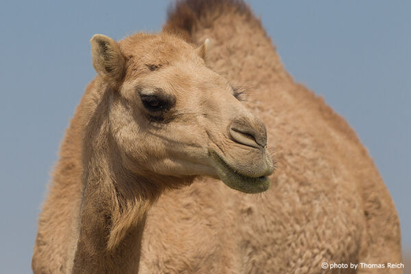 Dromedary camel habitat Oman