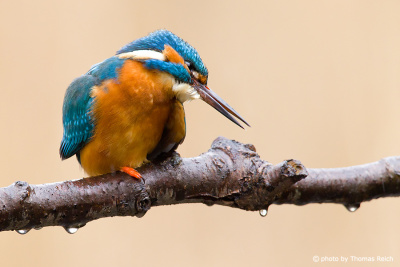 Common Kingfisher after dive