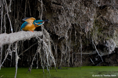 Common Kingfisher nesting sites