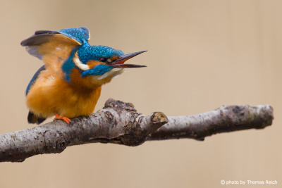Common Kingfisher after diving