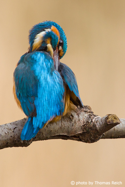 River Kingfisher cleans plumage