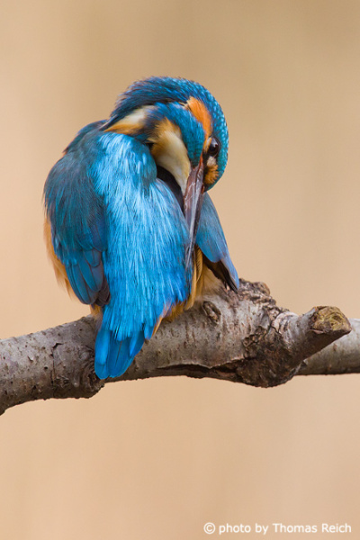 Common Kingfisher cleans feathers
