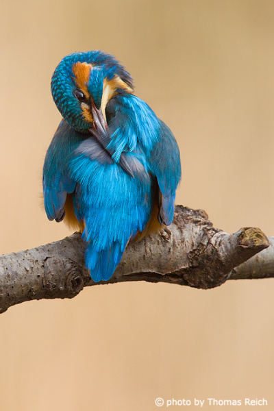 Eurasian Kingfisher plumage