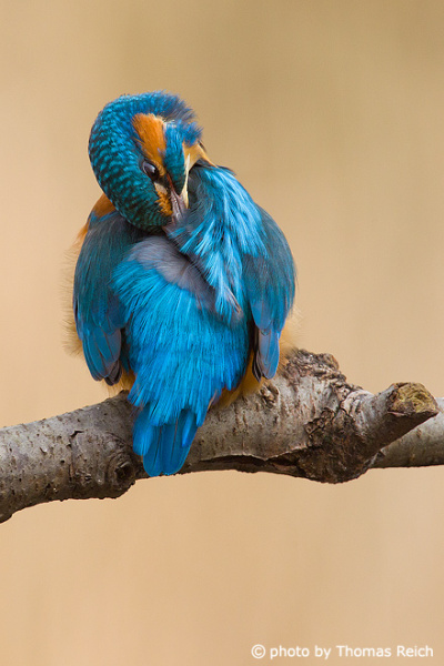 Common Kingfisher plumage care