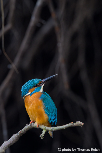 Common Kingfisher breeding grounds