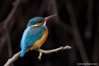 Appearance of female Common Kingfisher