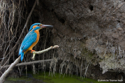 Common Kingfisher at breeding cave