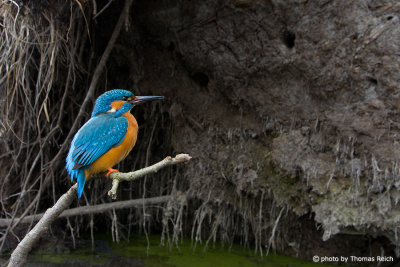 Common Kingfisher nesting habitats