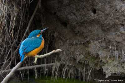 Common Kingfisher watch to nest